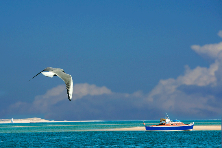 mouette et pinasse sur le bassin arcachon