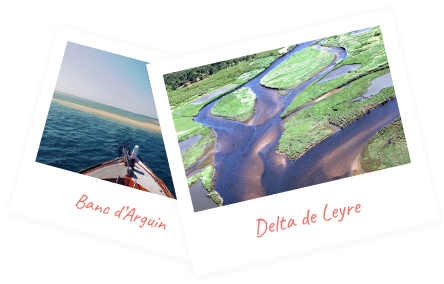 delta de la leyre et banc d'arguin