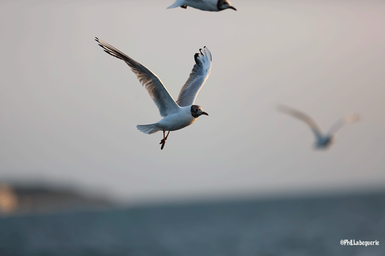 vol mouettes bassin arcachon